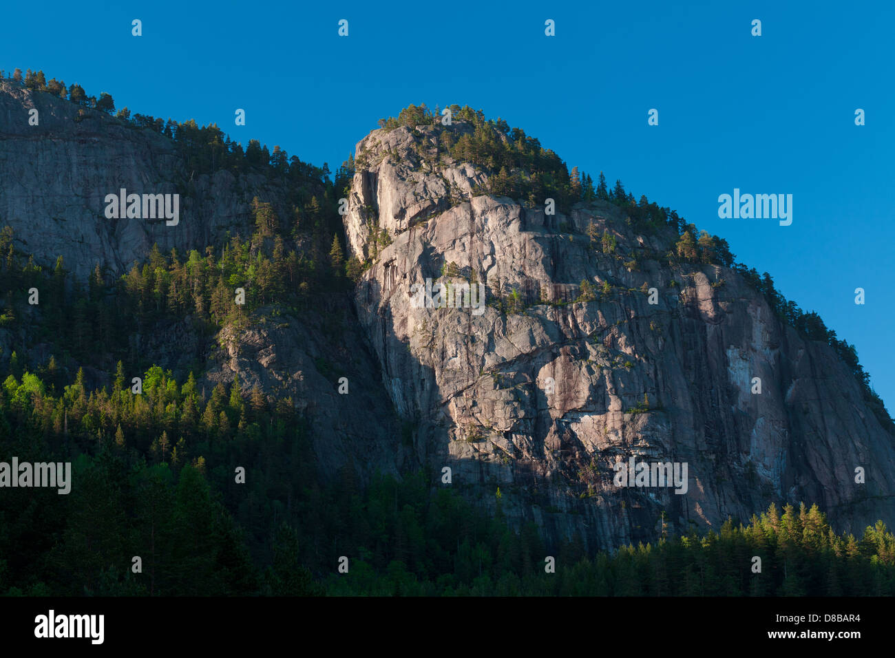 Superbe forêt près de la montagne en Eikhom Nissedal, Telemark fylke, la Norvège. Banque D'Images