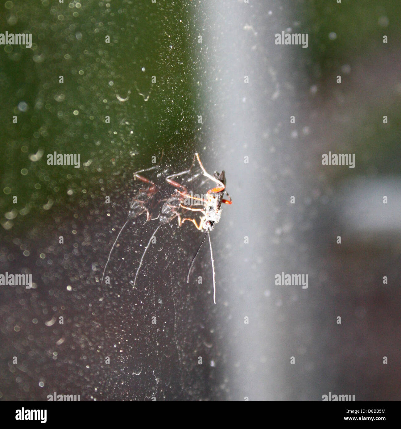 Un petit insecte s'accroche à une vitre, avec des détails clairs de ses ailes et de ses pattes visibles. Les insectes se trouvent souvent près des fenêtres et peuvent parfois trouver leur chemin à l'intérieur pendant les mois les plus chauds. Banque D'Images