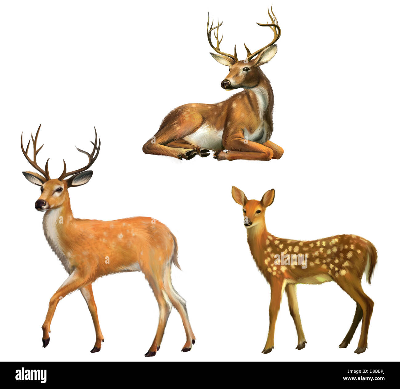Belle Deer Avec De Grandes Cornes Bebe Chevreuil Illustration Isole Sur Fond Blanc Photo Stock Alamy Belle Deer Avec De Grandes Cornes Bebe Chevreuil Illustration Isole Sur Fond Blanc Photo Stock Alamy