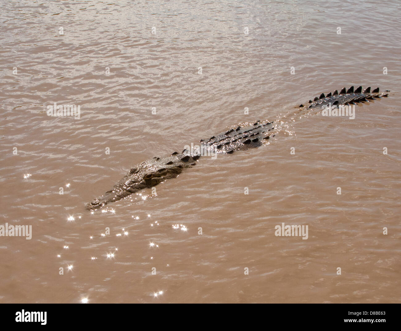 Crocodile femelle nage dans la rivière Tempisque, Parc National Palo Verde, Costa Rica Banque D'Images