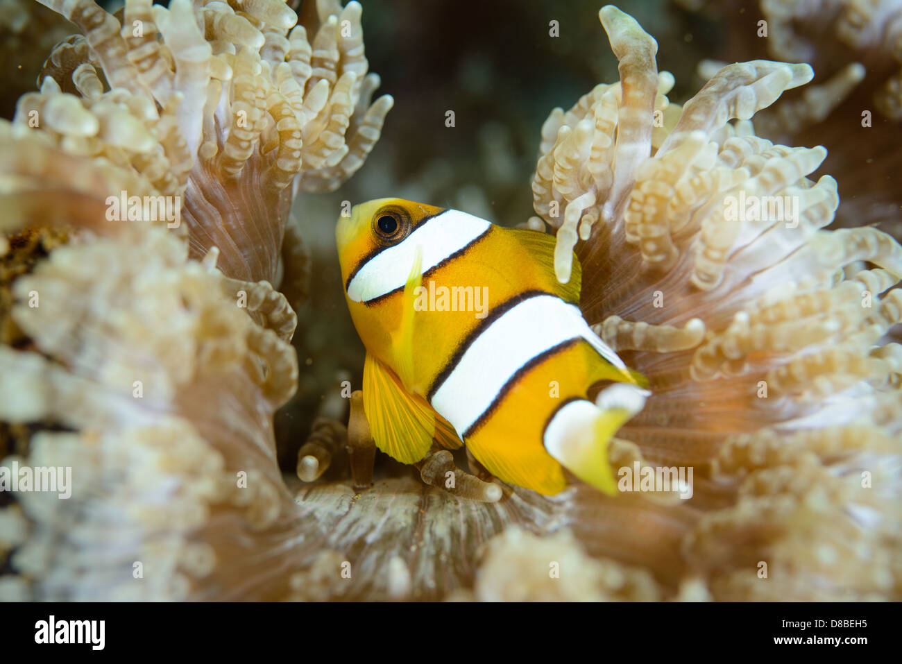 Un jeune poisson clown de Clark dans sa piscine anemone. Banque D'Images