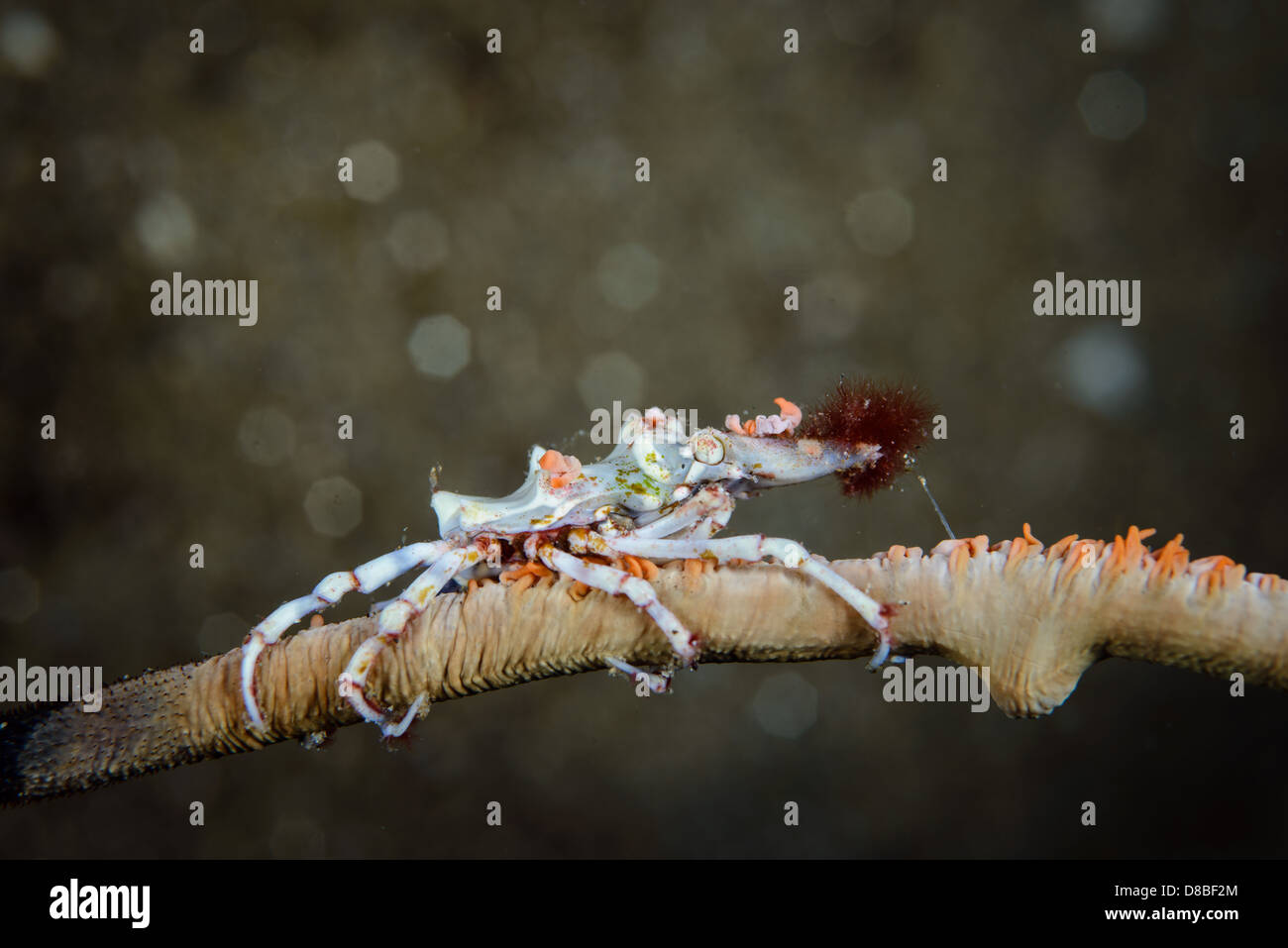 Un crabe xeno sur le whip coral avec de beaux effets de flou en arrière-plan. Photo prise à Ambon en Indonésie sous l'eau. Banque D'Images