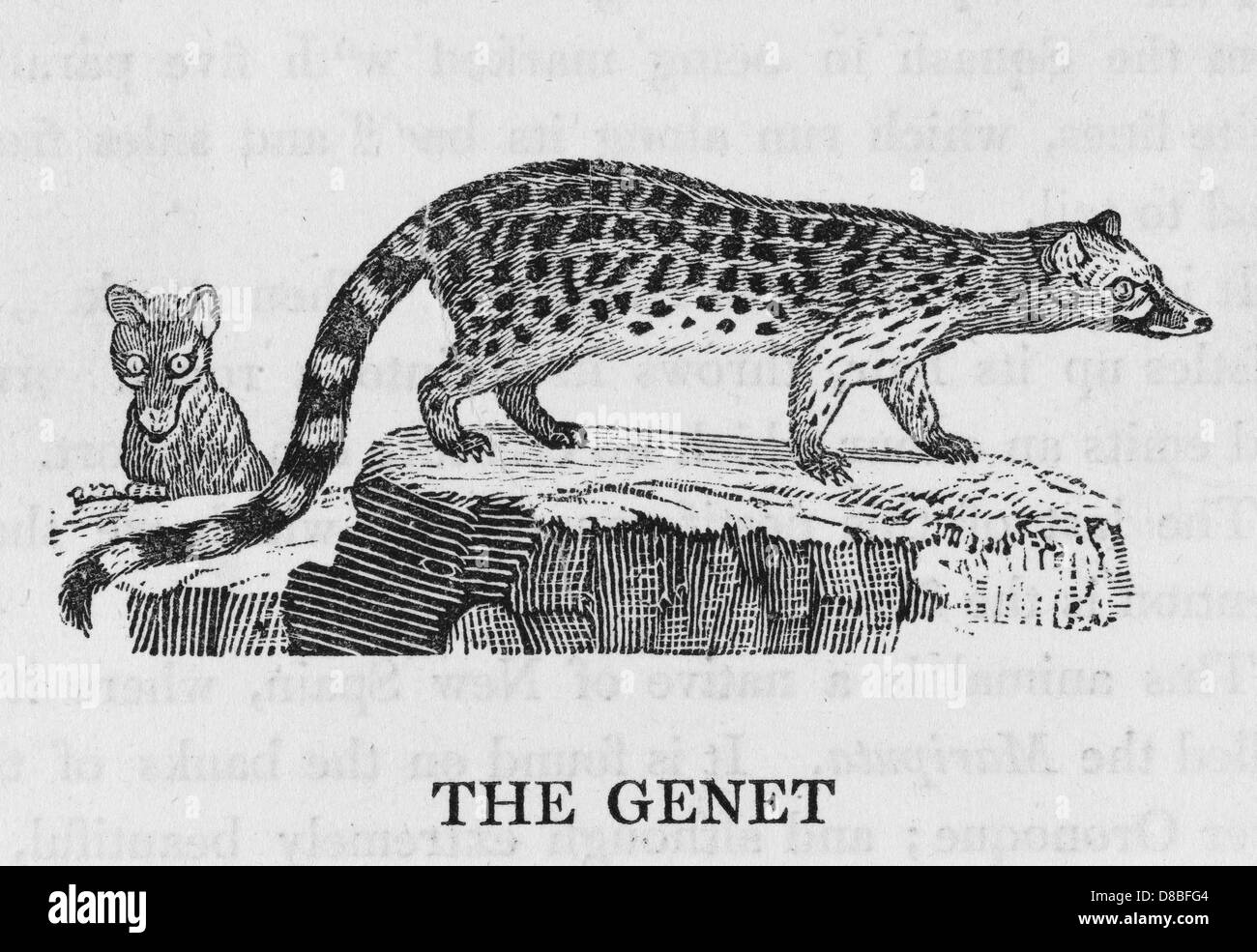 GENET (BEWICK) Banque D'Images