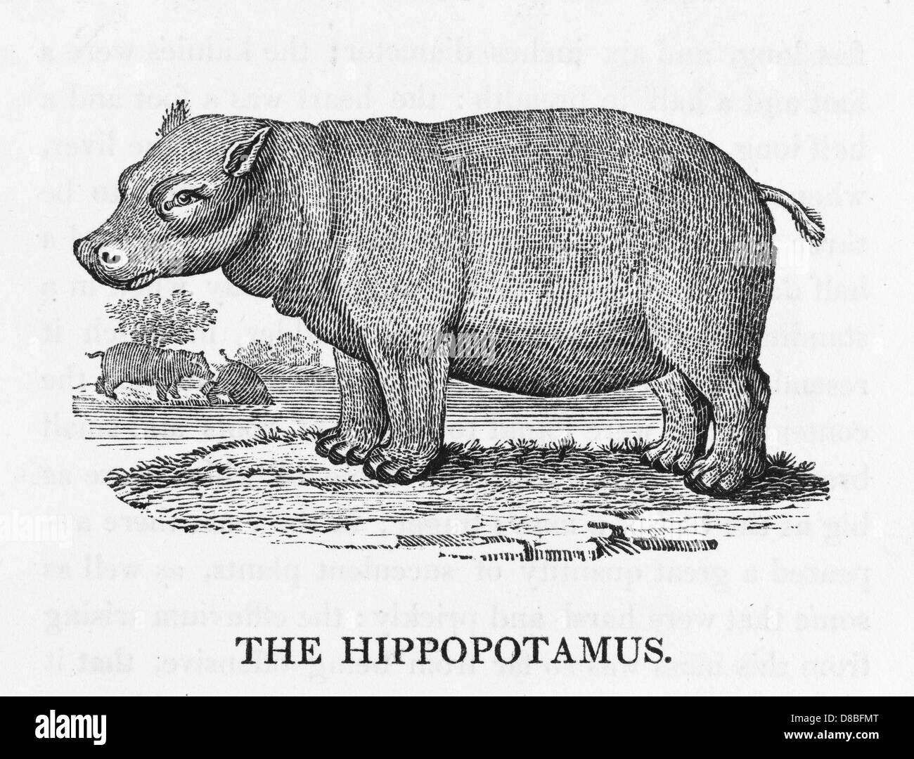 HIPPOPOTAME (BEWICK) Banque D'Images