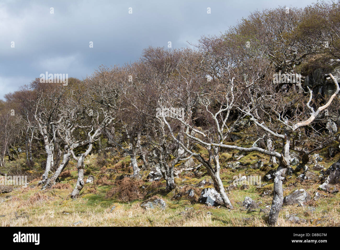Bois de chêne et de bouleau sur les rives du Loch Na Keal, Isle of Mull Banque D'Images