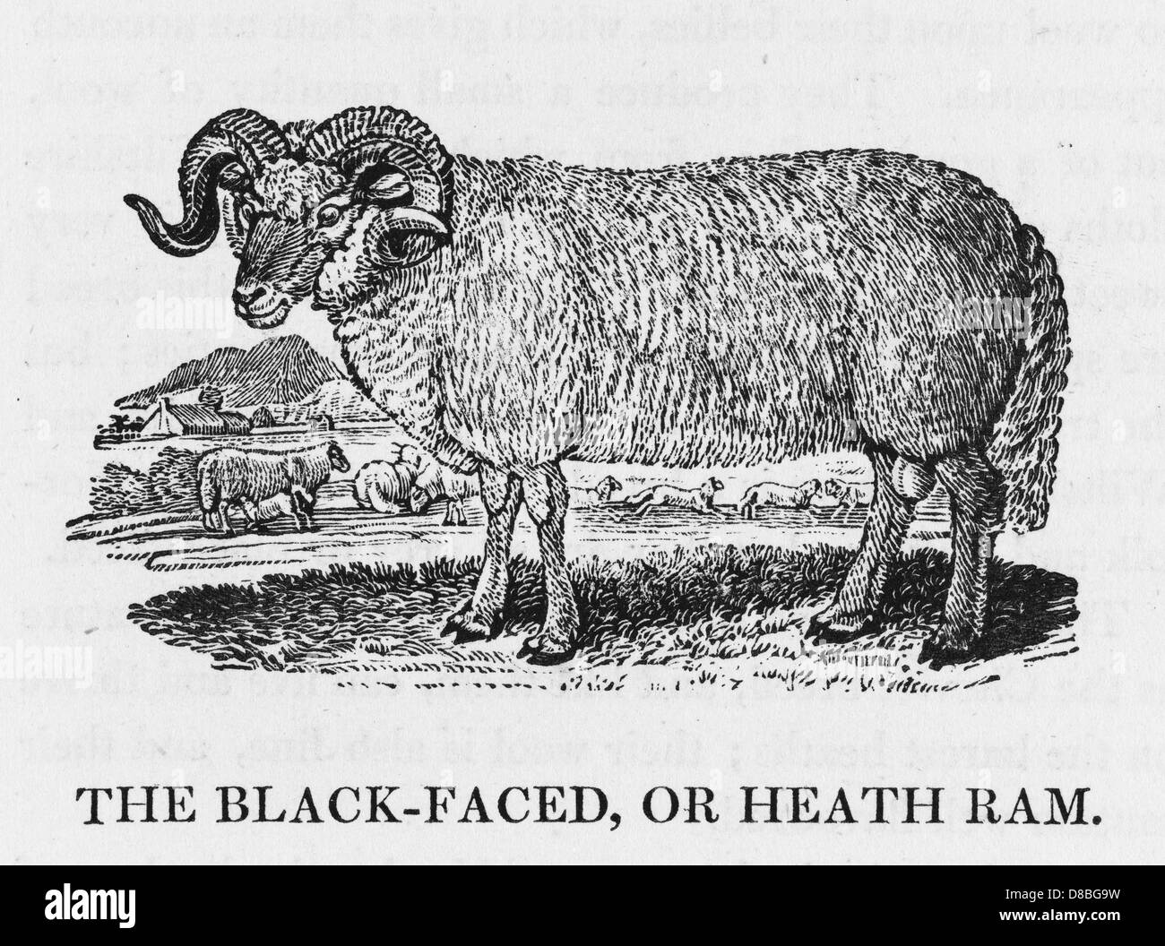 BEWICK BLACKFACE RAM Banque D'Images