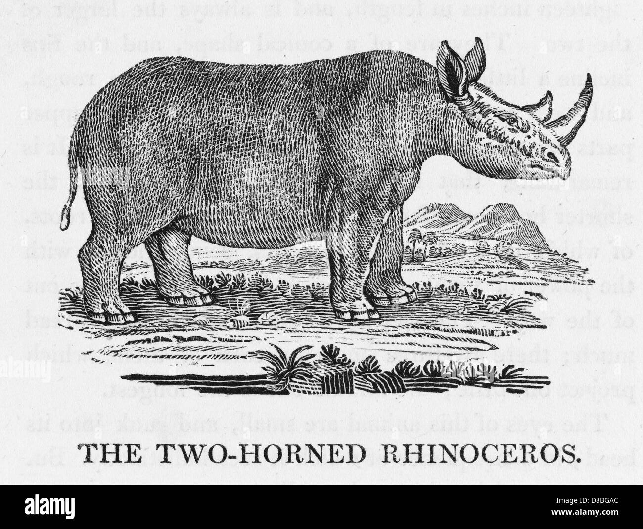 BEWICK / RHINOCÉROS 2 Banque D'Images