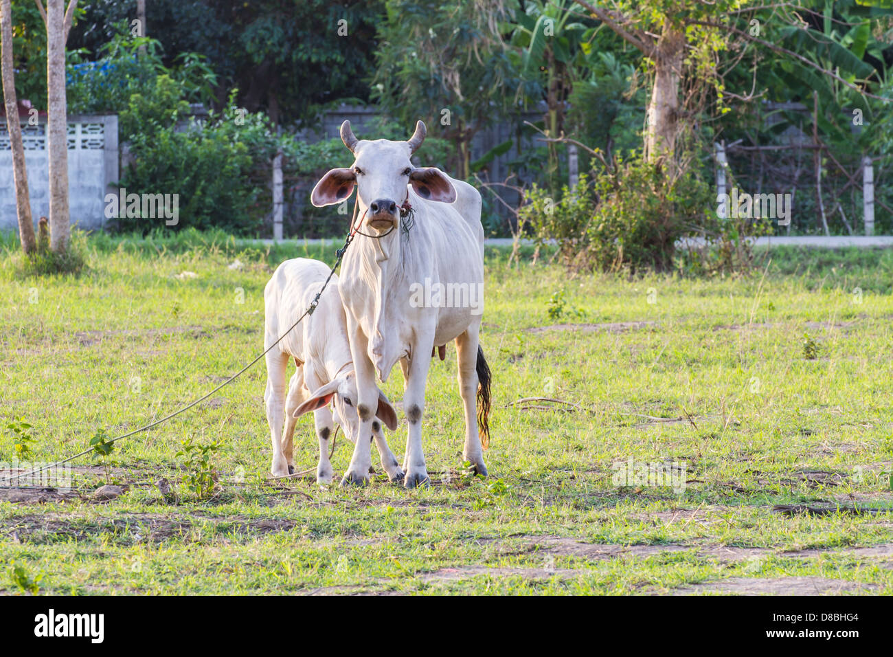 Thai mère vache avec veau au repos dans un champ Banque D'Images