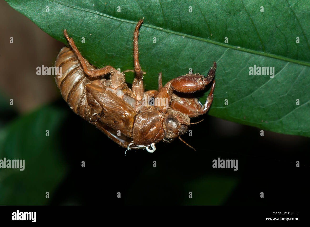 Cigales mâles timbals crécelles, trouvés dans la région de Western Ghats, Kerala, Inde Banque D'Images