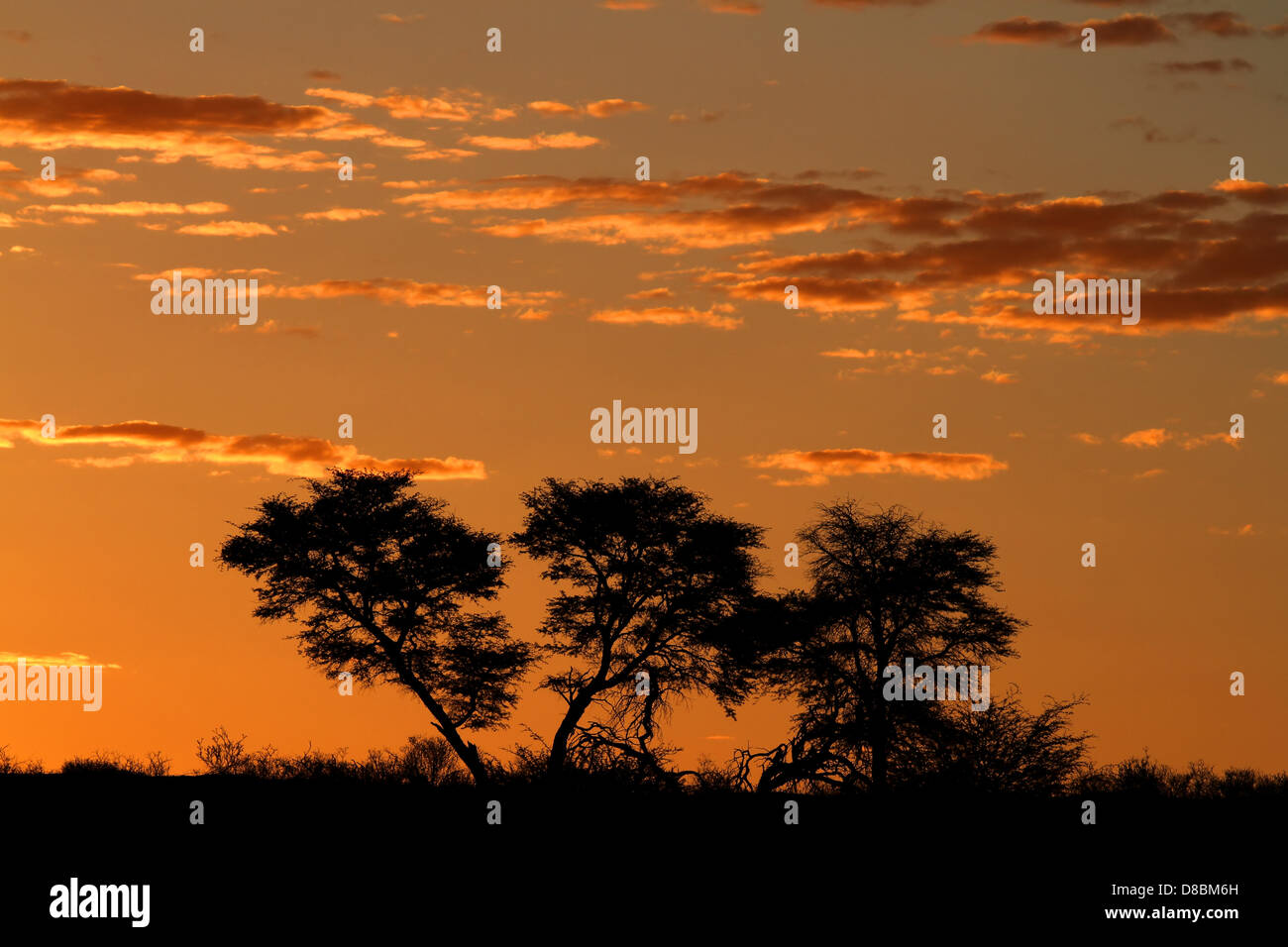 Avec le coucher du soleil africain silhouette acacia arbres et nuages, désert du Kalahari, Afrique du Sud Banque D'Images