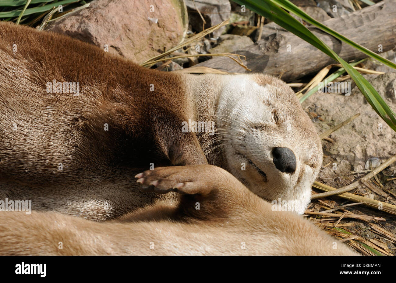 North American River Otter - Lontra canadensis Banque D'Images