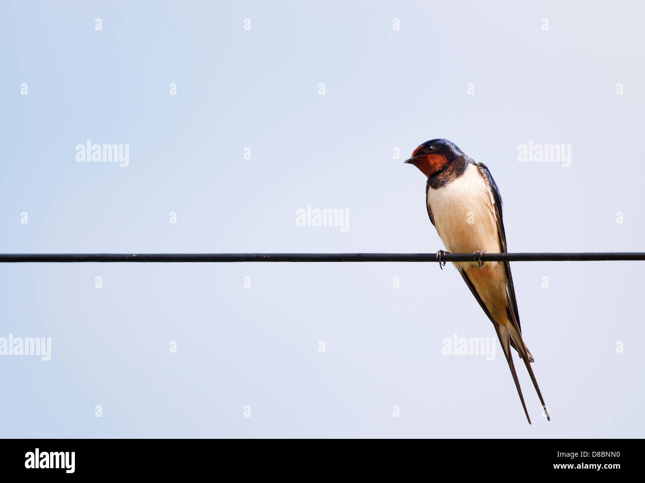 Swallow (Hirundo rustica) perché sur le fil téléphonique Banque D'Images Swallow (Hirundo rustica) perché sur le fil téléphonique Banque D'Images