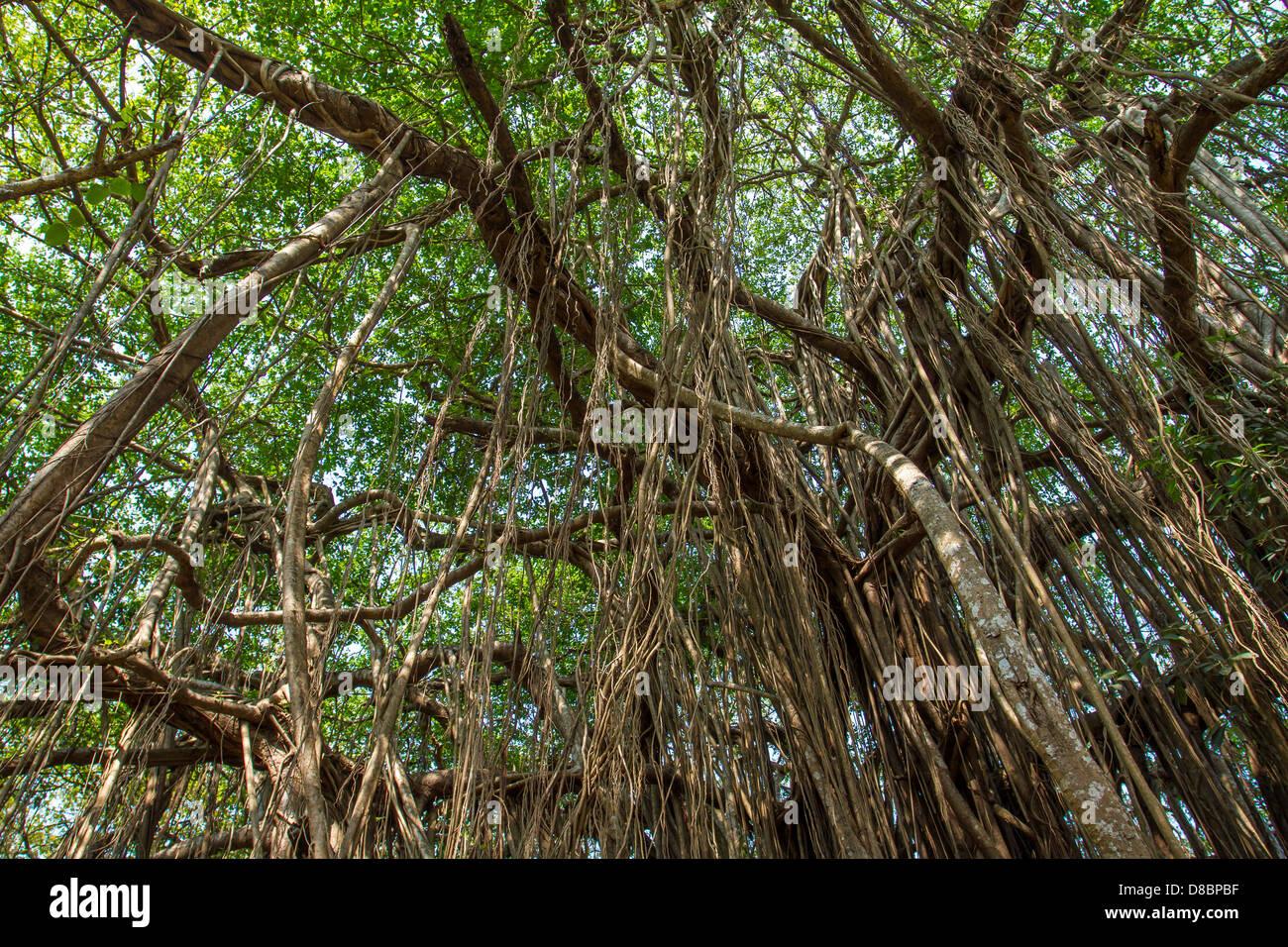 Grande belle banyan tree Banque D'Images