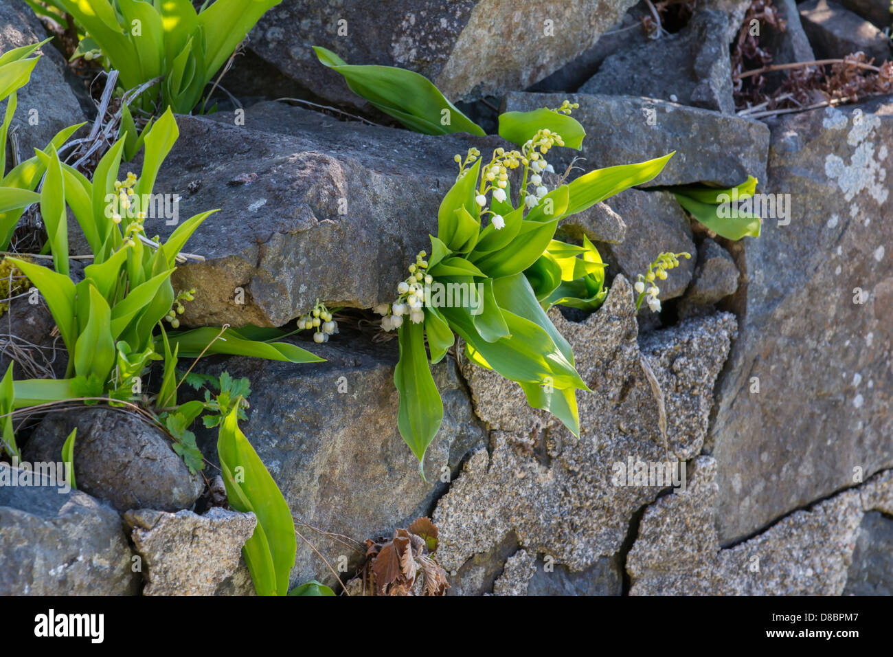 Muguet, Convallaria majalis, poussant sur un mur de pierre Banque D'Images