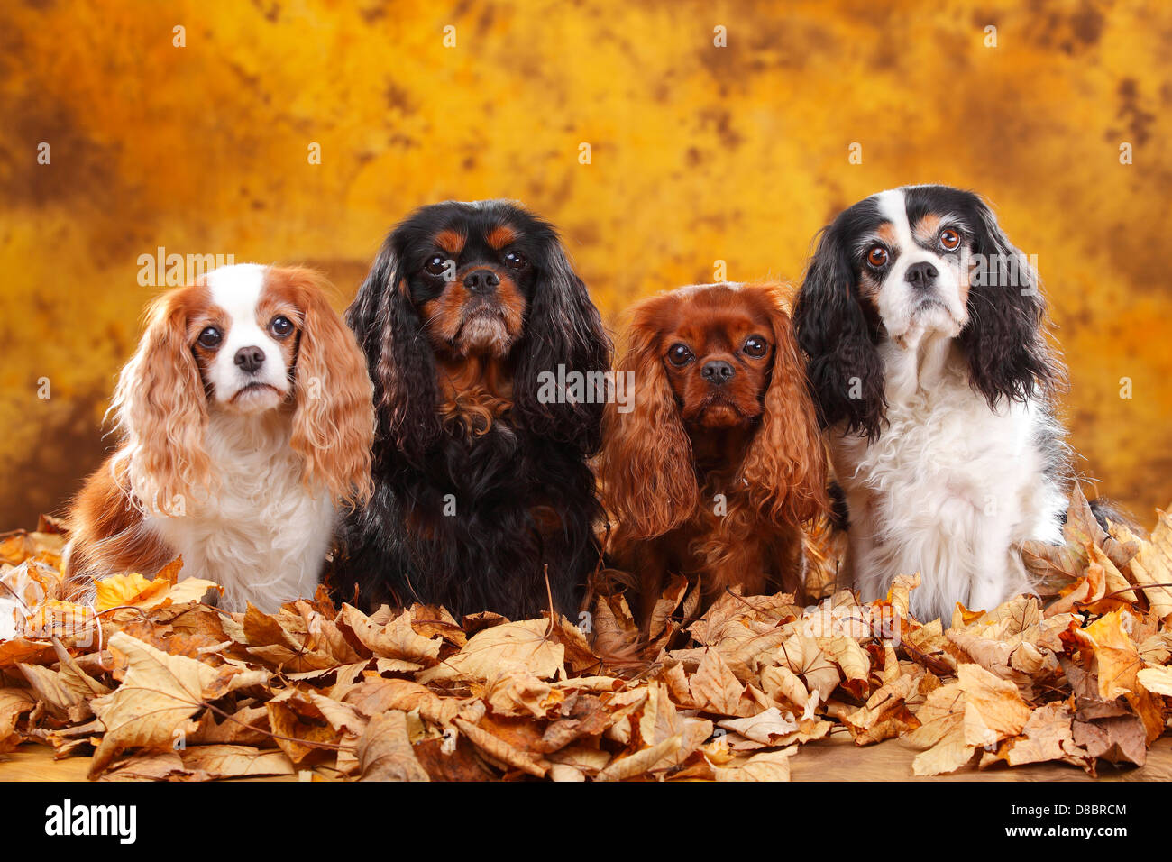 King Charles 3 Couleurs Cavalier King Charles Spaniel, Blenheim, noir et feu, Ruby et feuillage d'automne / 3 couleurs Photo Stock - Alamy