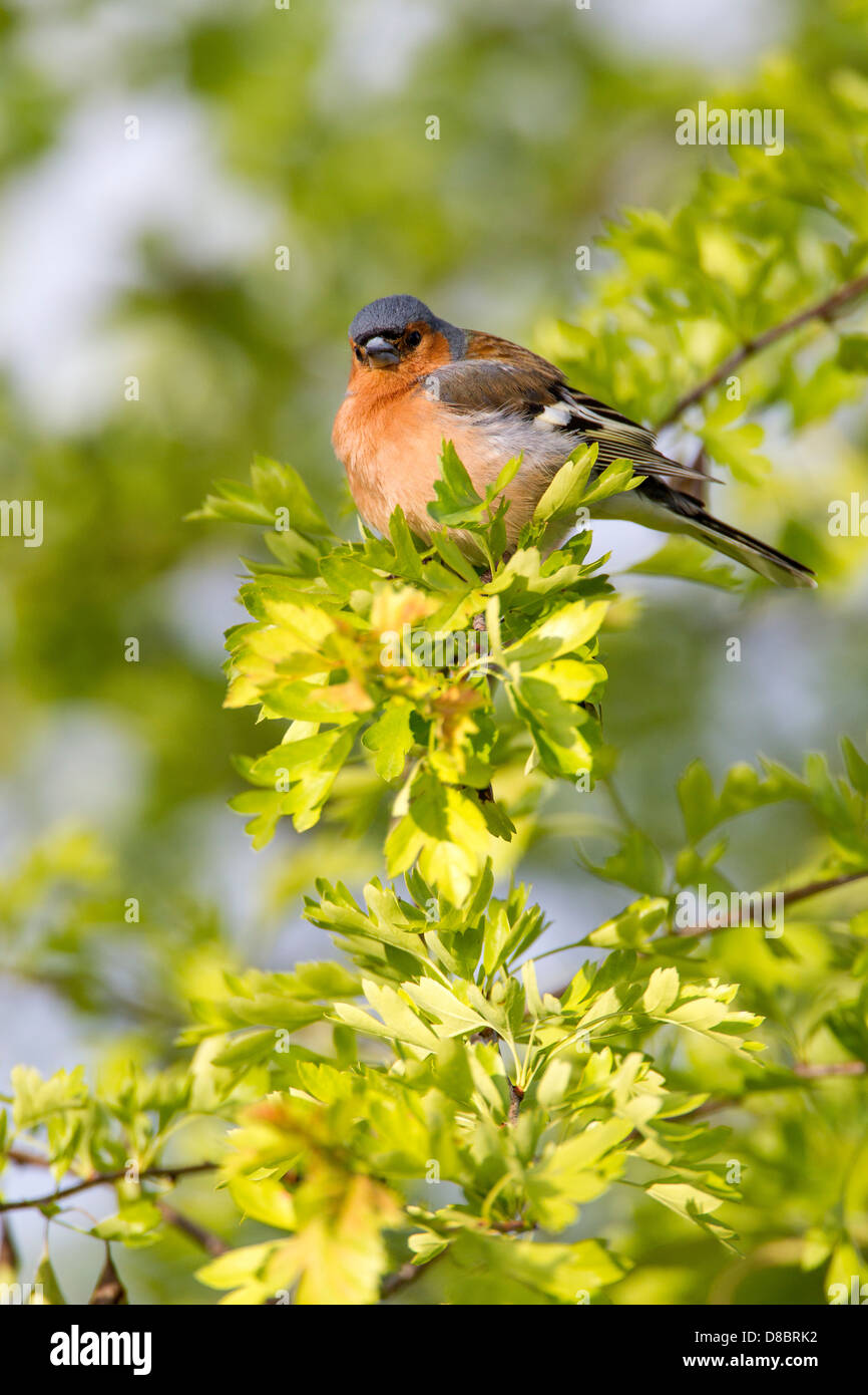 Chaffinch Fringilla coelebs (Fringillidae) hommes perchés dans Harwthorn soleil tôt le matin Banque D'Images