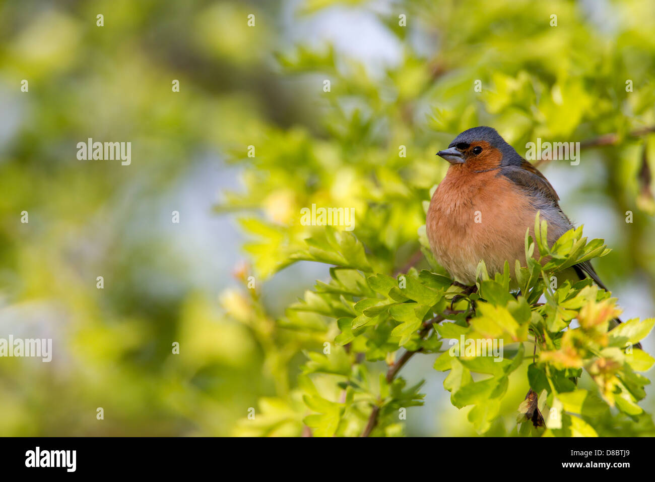 Chaffinch Fringilla coelebs (Fringillidae) hommes perchés dans Harwthorn soleil tôt le matin Banque D'Images
