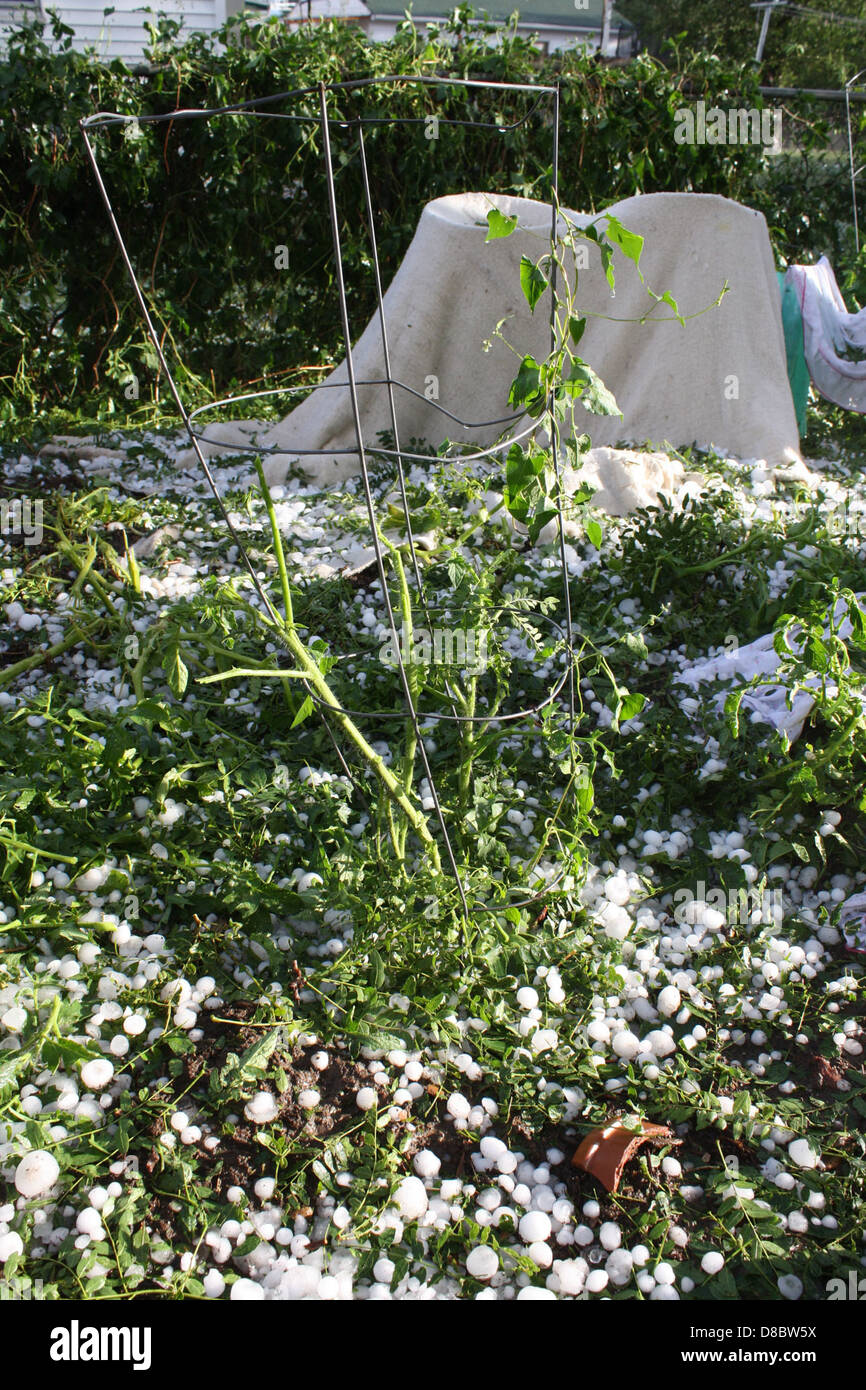 Un plant de tomate montrant des signes de dommages causés par la grêle, avec des tiges et des feuilles cassées. L'image met en évidence le pouvoir destructeur des intempéries sur les cultures et les plantes. Banque D'Images