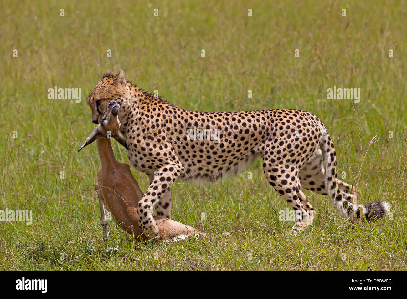 Un guépard en faisant glisser loin une gazelle de Grant fawn Banque D'Images