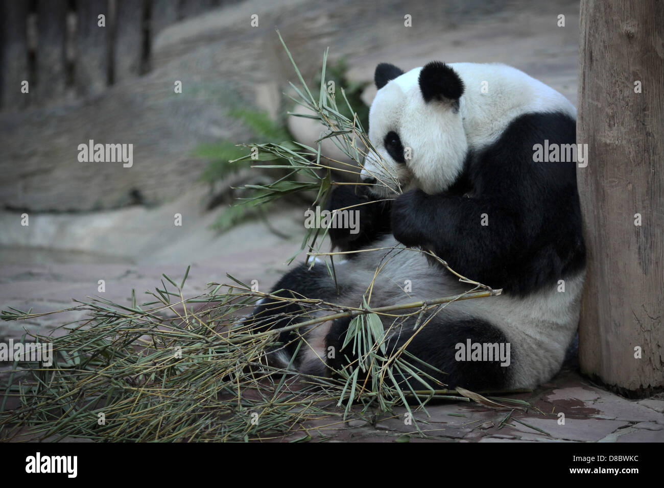 Un panda géant, représentée dans le zoo de Chiang Mai, Thaïlande. Photo : Fredrik von Erichsen Banque D'Images