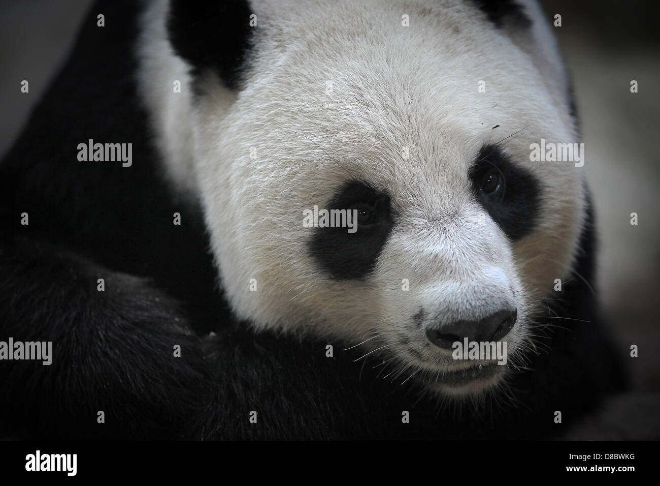 Un panda géant, représentée dans le zoo de Chiang Mai, Thaïlande. Photo : Fredrik von Erichsen Banque D'Images