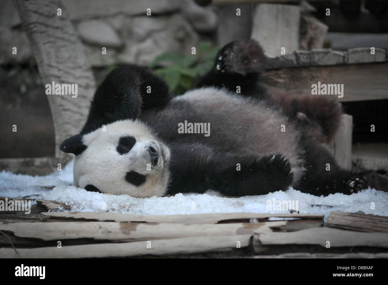Un panda géant, représentée dans le zoo de Chiang Mai, Thaïlande. Photo : Fredrik von Erichsen Banque D'Images