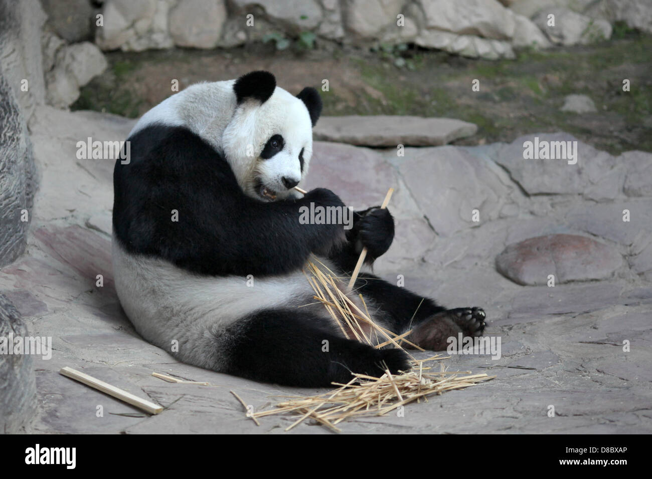 Un panda géant, représentée dans le zoo de Chiang Mai, Thaïlande. Photo : Fredrik von Erichsen Banque D'Images