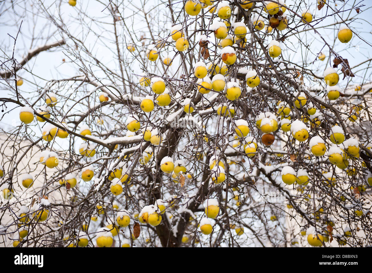 Pommes anciennes sag sur l'arbre dans la neige Banque D'Images