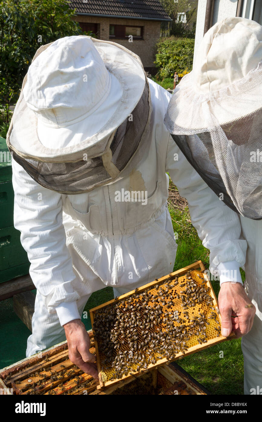 Deux apiculteurs pour assurer le maintien de la santé de la ruche la ruche ou récolte de miel Banque D'Images