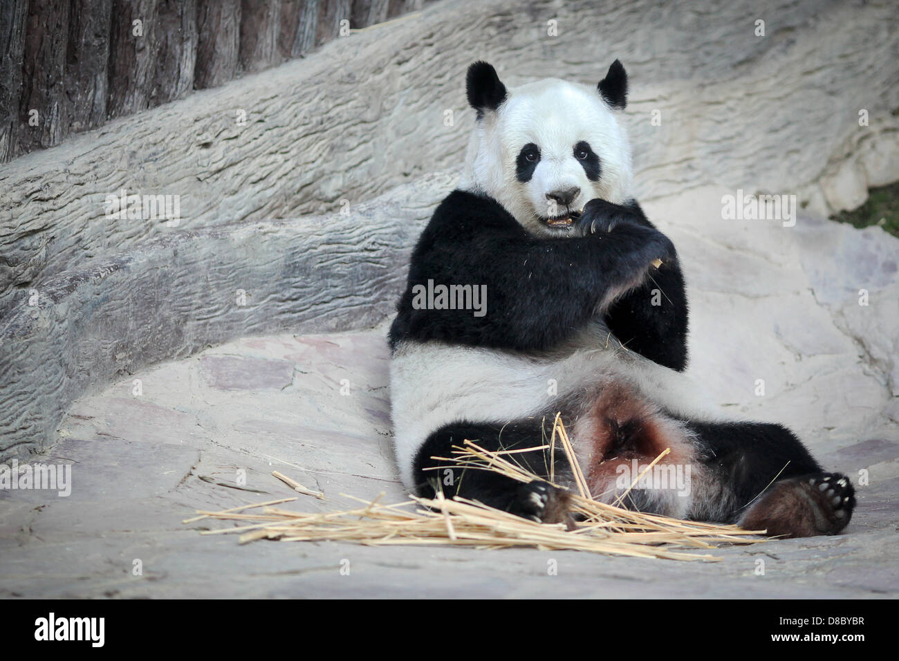 Un panda géant, représentée dans le zoo de Chiang Mai, Thaïlande. Photo : Fredrik von Erichsen Banque D'Images