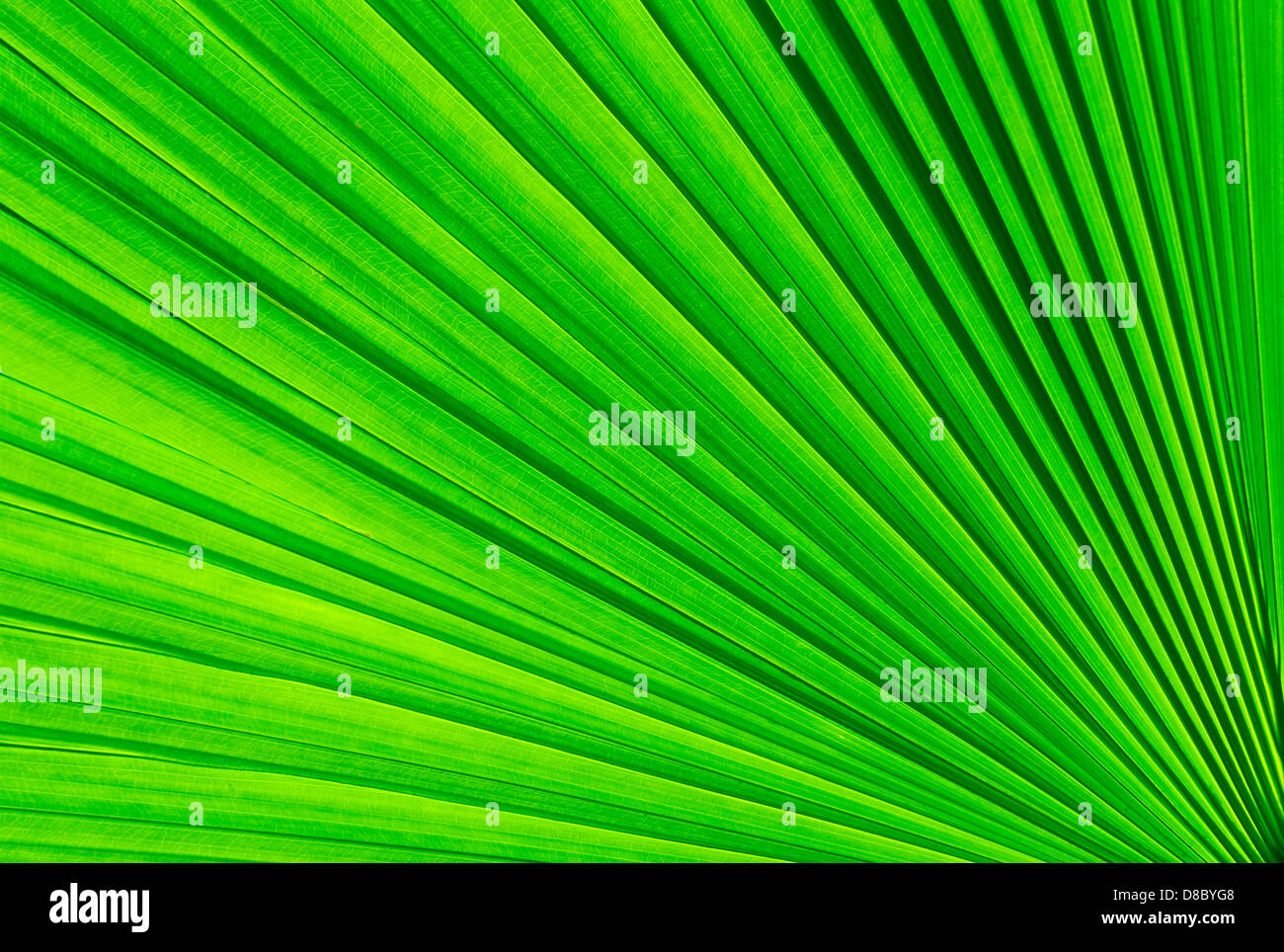 Green palm tree leaf pour le fond Banque D'Images
