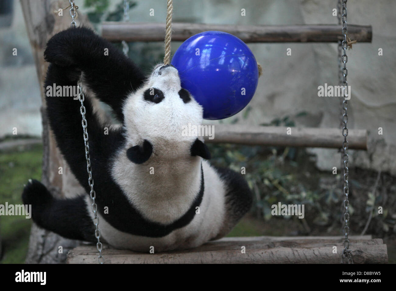 Un panda géant, représentée dans le zoo de Chiang Mai, Thaïlande. Photo : Fredrik von Erichsen Banque D'Images