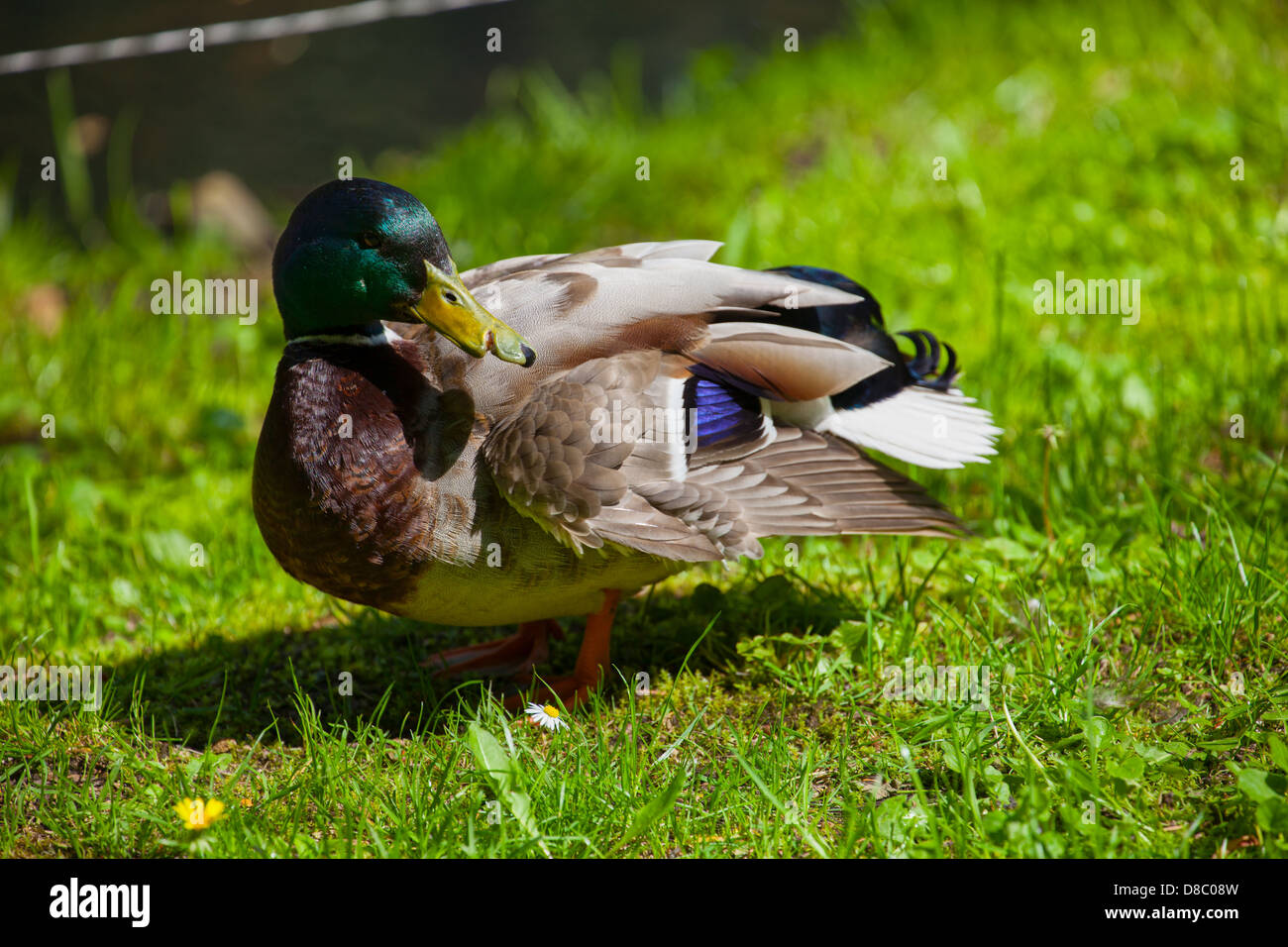 Portrait de canard avec nez blessé, vert nature background. Banque D'Images