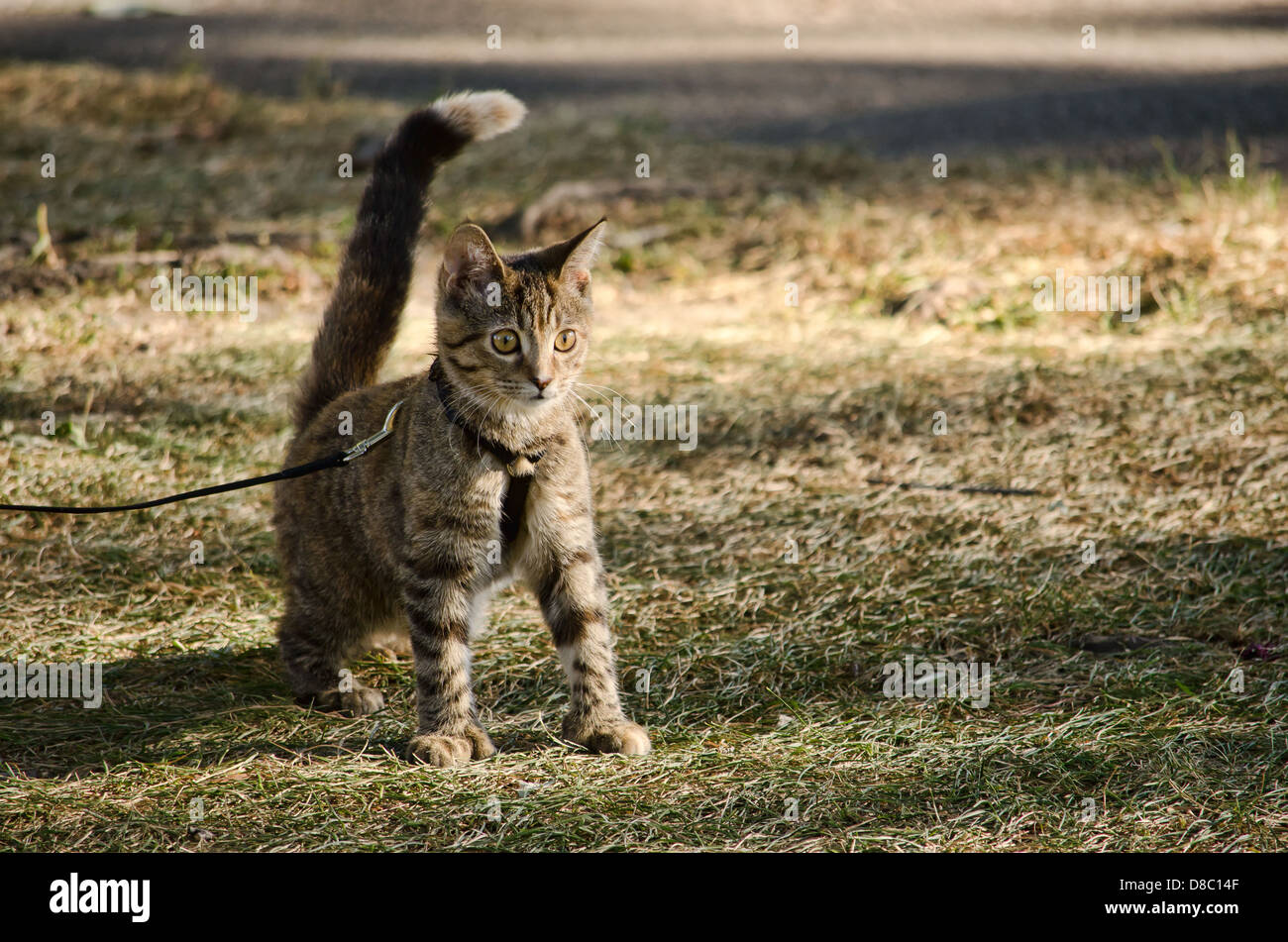 Un mignon chaton dans un parc sur une laisse Banque D'Images