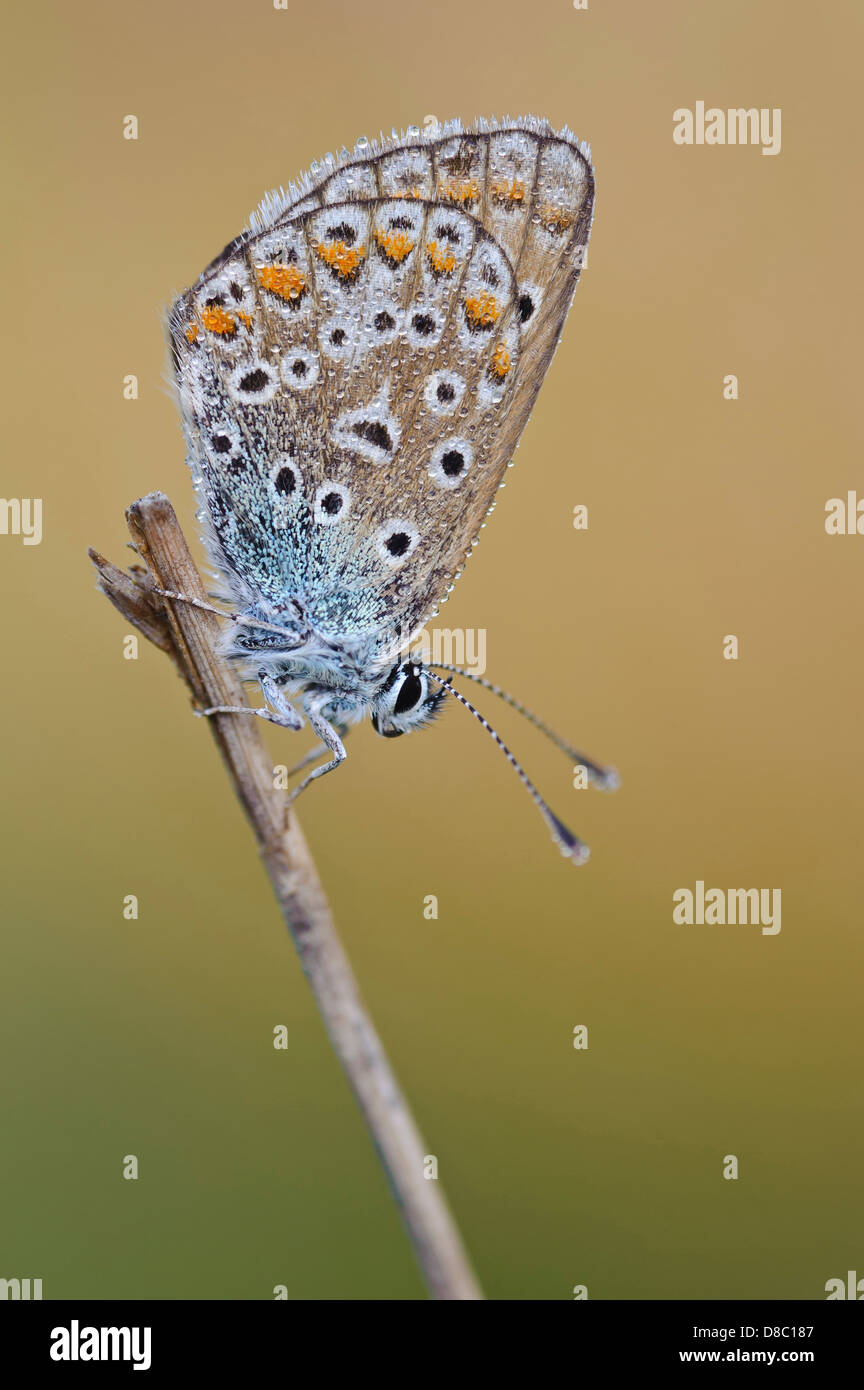 Blue (polyommatus icarus commun), Allemagne (Basse-Saxe), Allemagne Banque D'Images
