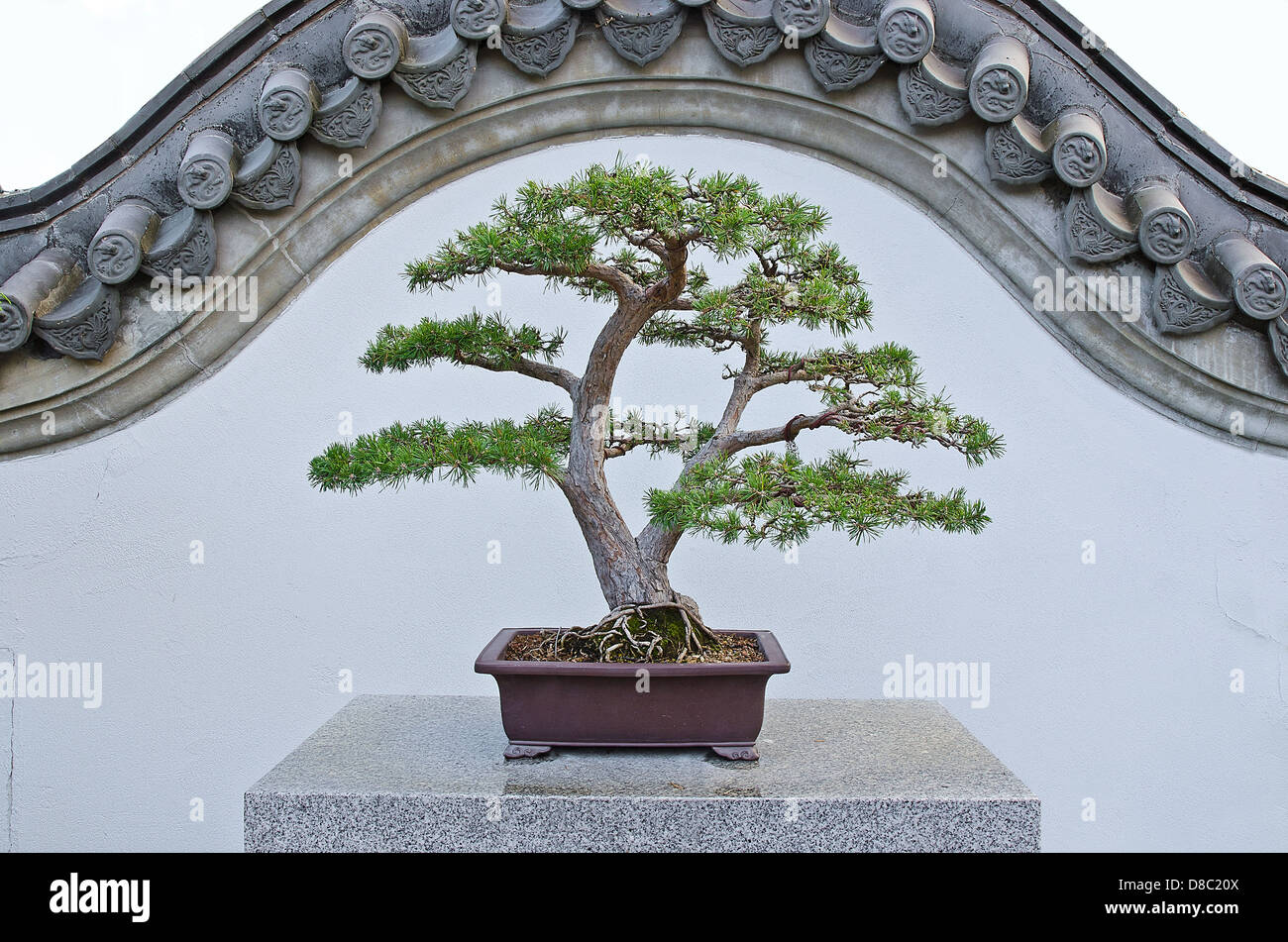 Pin sylvestre élégant dans un jardin chinois bonzai, isolé sur mur chinois traditionnels Banque D'Images