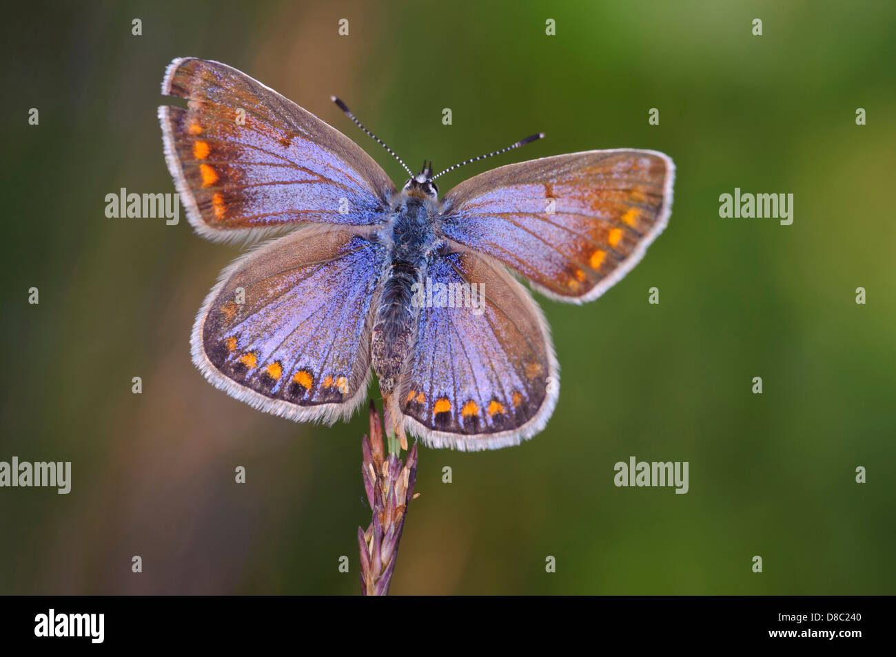 Blue (polyommatus icarus commun), Allemagne (Basse-Saxe), Allemagne Banque D'Images