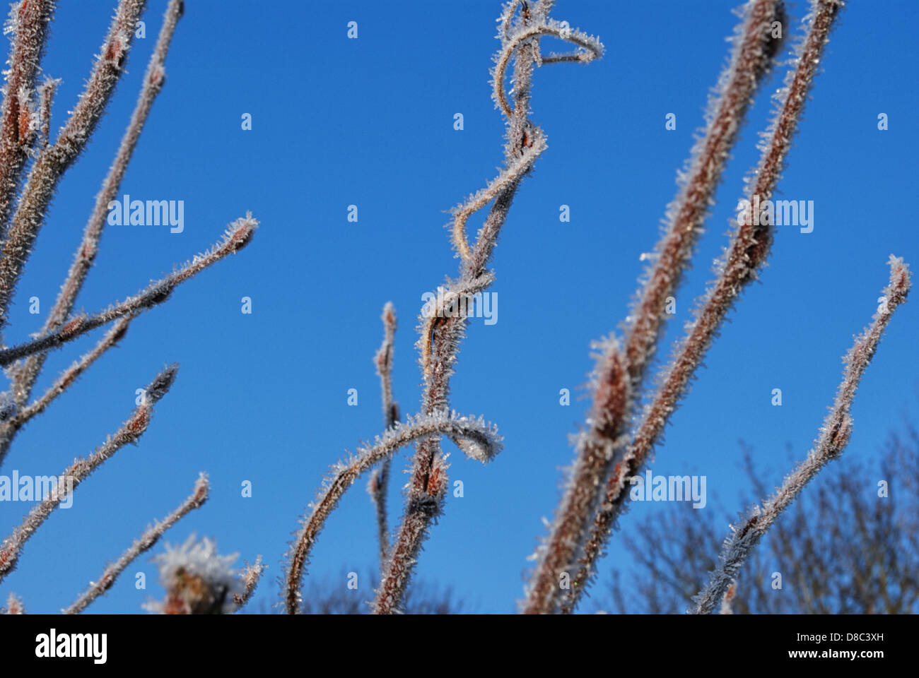 Frosty lumineux début à une journée hivers Banque D'Images