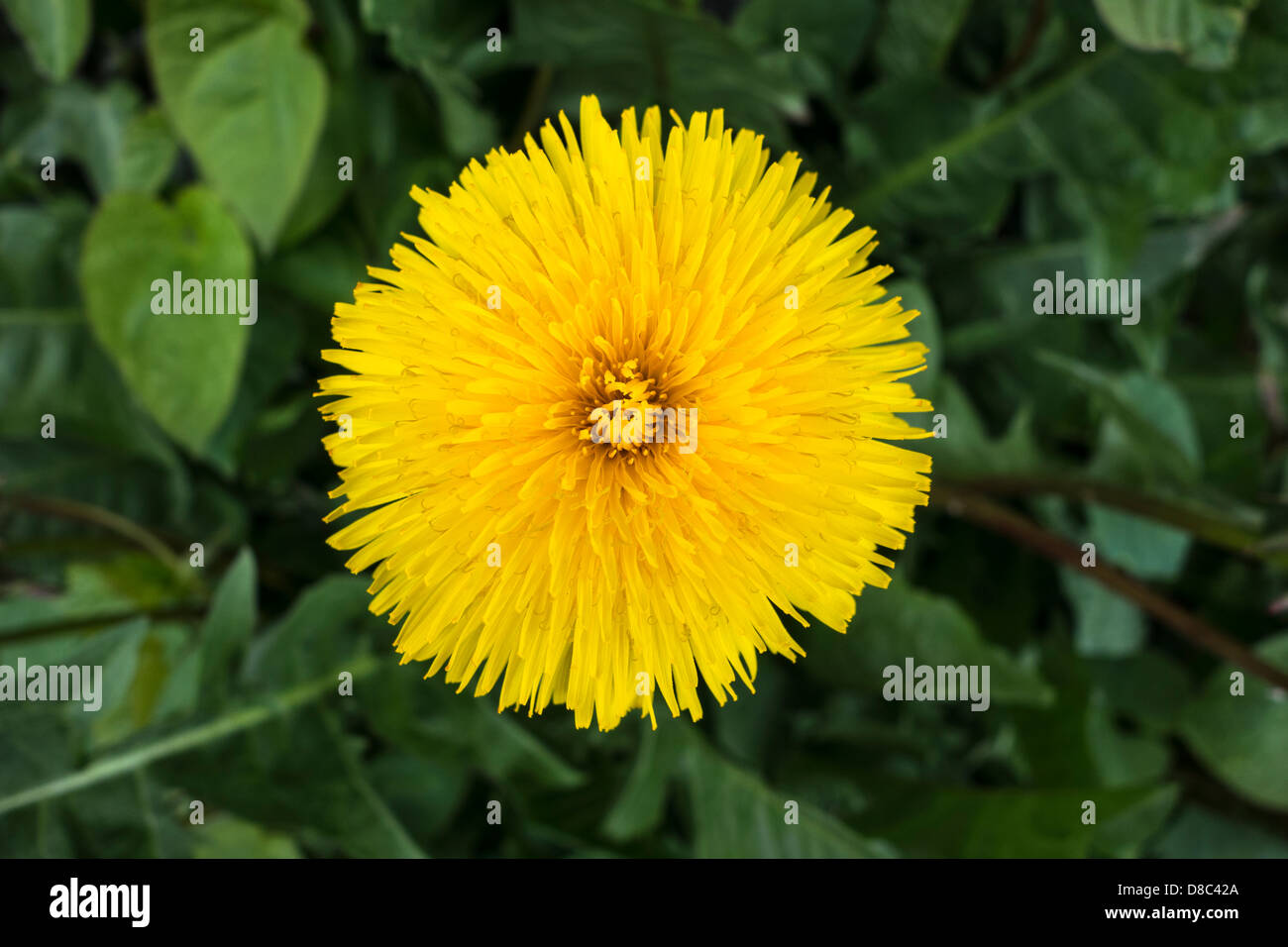 Libre d'une fleur sauvage Pissenlit parfait Banque D'Images