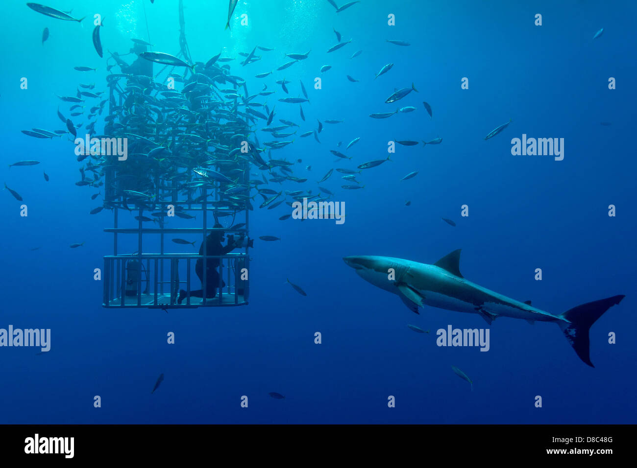 Grand requin blanc (Carcharodon carcharias), banc de poissons et des plongeurs en cage, l'île de Guadalupe, au Mexique, underwater Banque D'Images