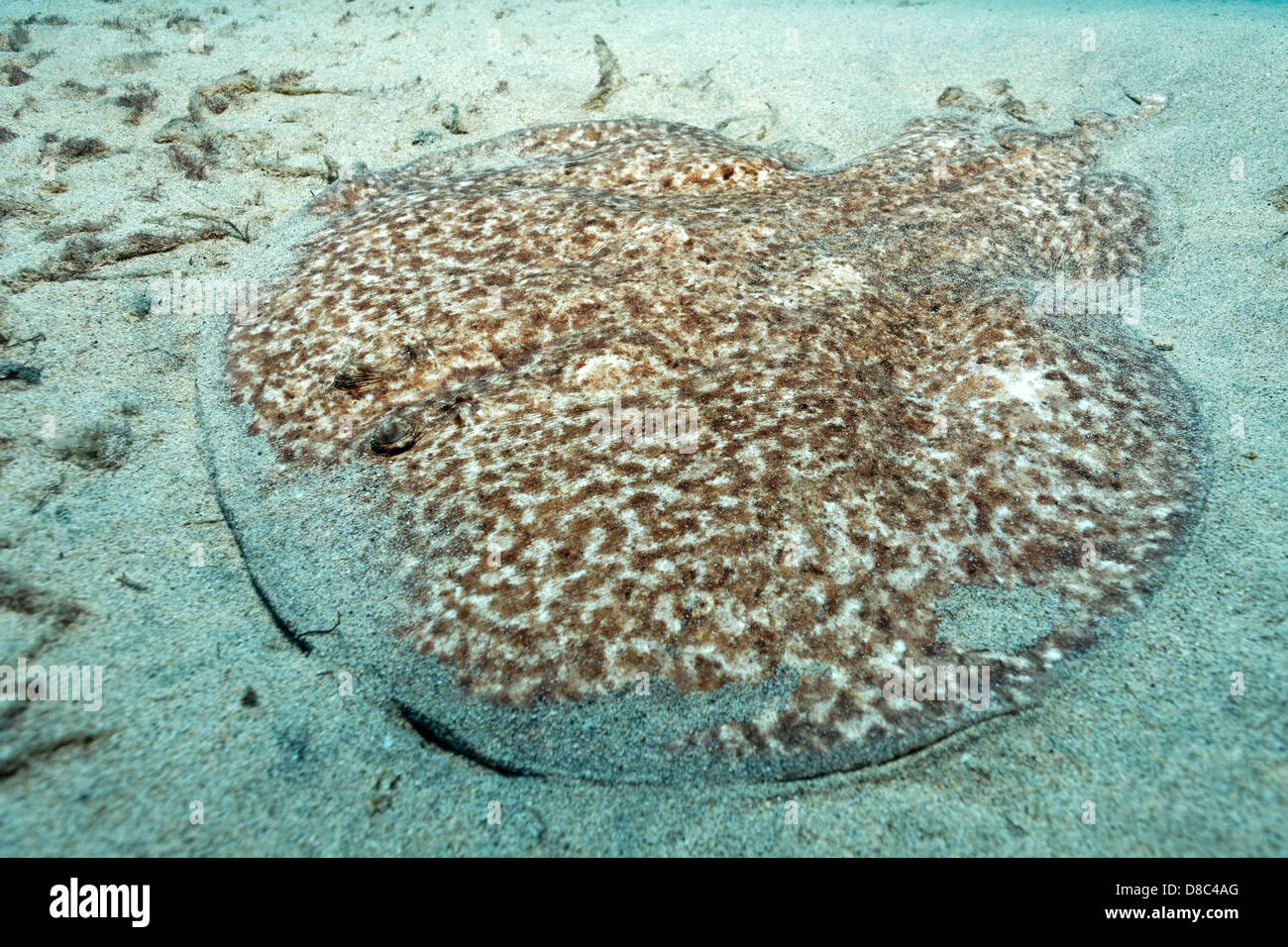 Raie marbrée (Torpedo marmorata), Morro del Jable, Fuerteventura, Îles Canaries, underwater Banque D'Images