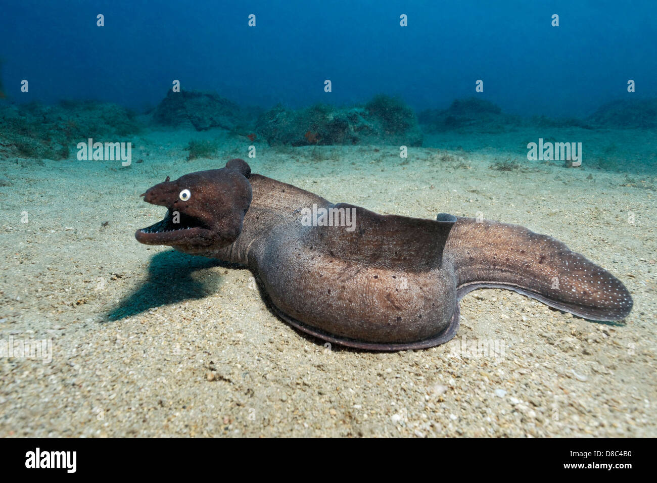 Murène (Muraena noir augusti), Morro del Jable, Fuerteventura, Îles Canaries, underwater Banque D'Images