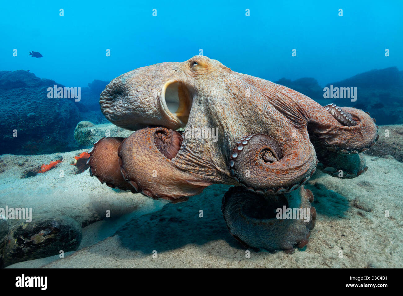 Poulpe commun (Octopus vulgaris), Morro del Jable, Fuerteventura, Îles Canaries, underwater Banque D'Images