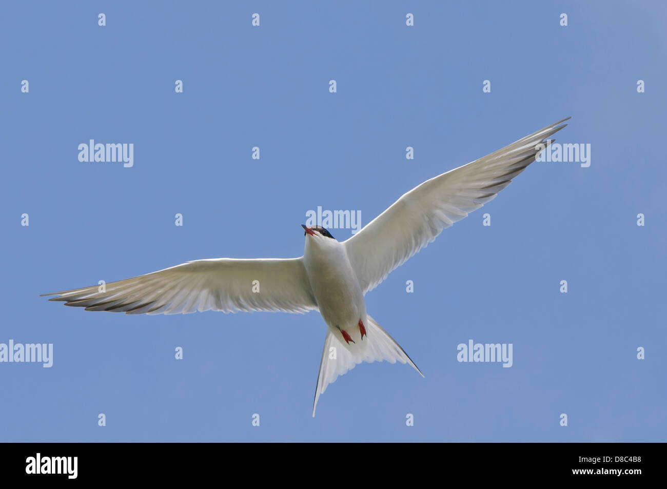 La sterne pierregarin, sterna hirundo, mer du Nord, Wilhelmshaven, Basse-Saxe, Allemagne Banque D'Images