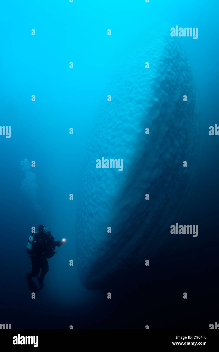 Sous l'eau d'Iceberg avec diver en face d'elle, près de Tasiilaq, au Groenland, underwater Banque D'Images