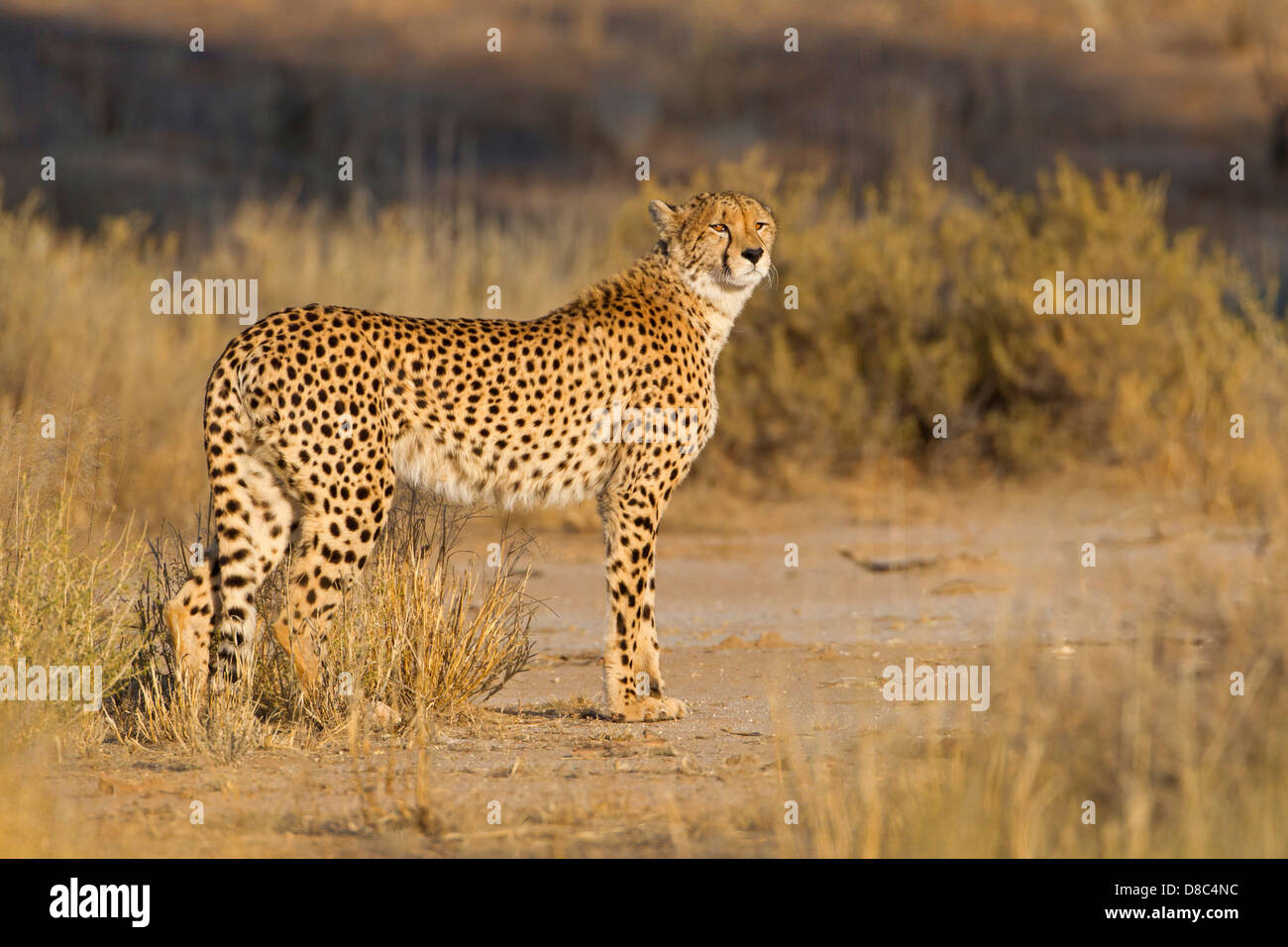 Le Guépard (Acinonyx jubatus), Riverbed Nossob, Botswana Banque D'Images