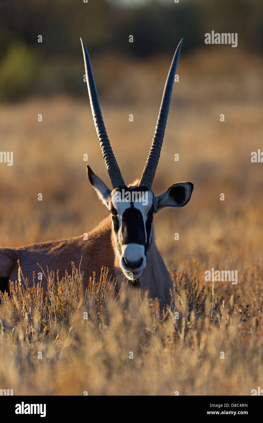 Gemsbok (Oryx gazella), Dalkeith Waterhole, Botswana Banque D'Images