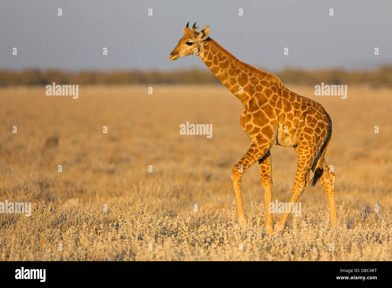 Girafe (Giraffa camelopardalis), route à Okondeka Waterhole, Namibie Banque D'Images