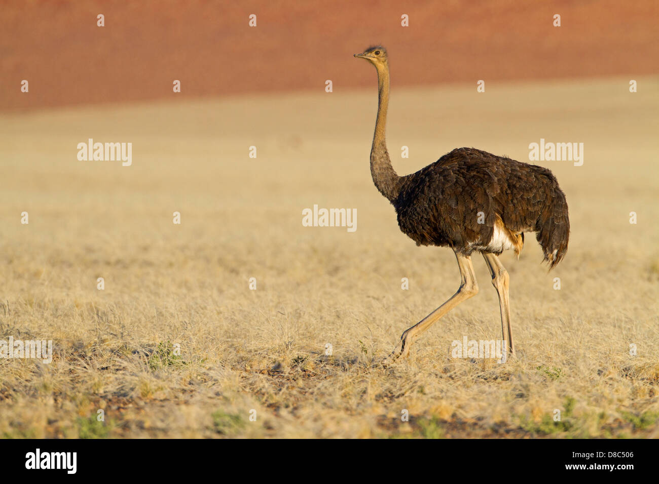 Autruche (Struthio camelus), route à Sossusvlei, Namibie Banque D'Images