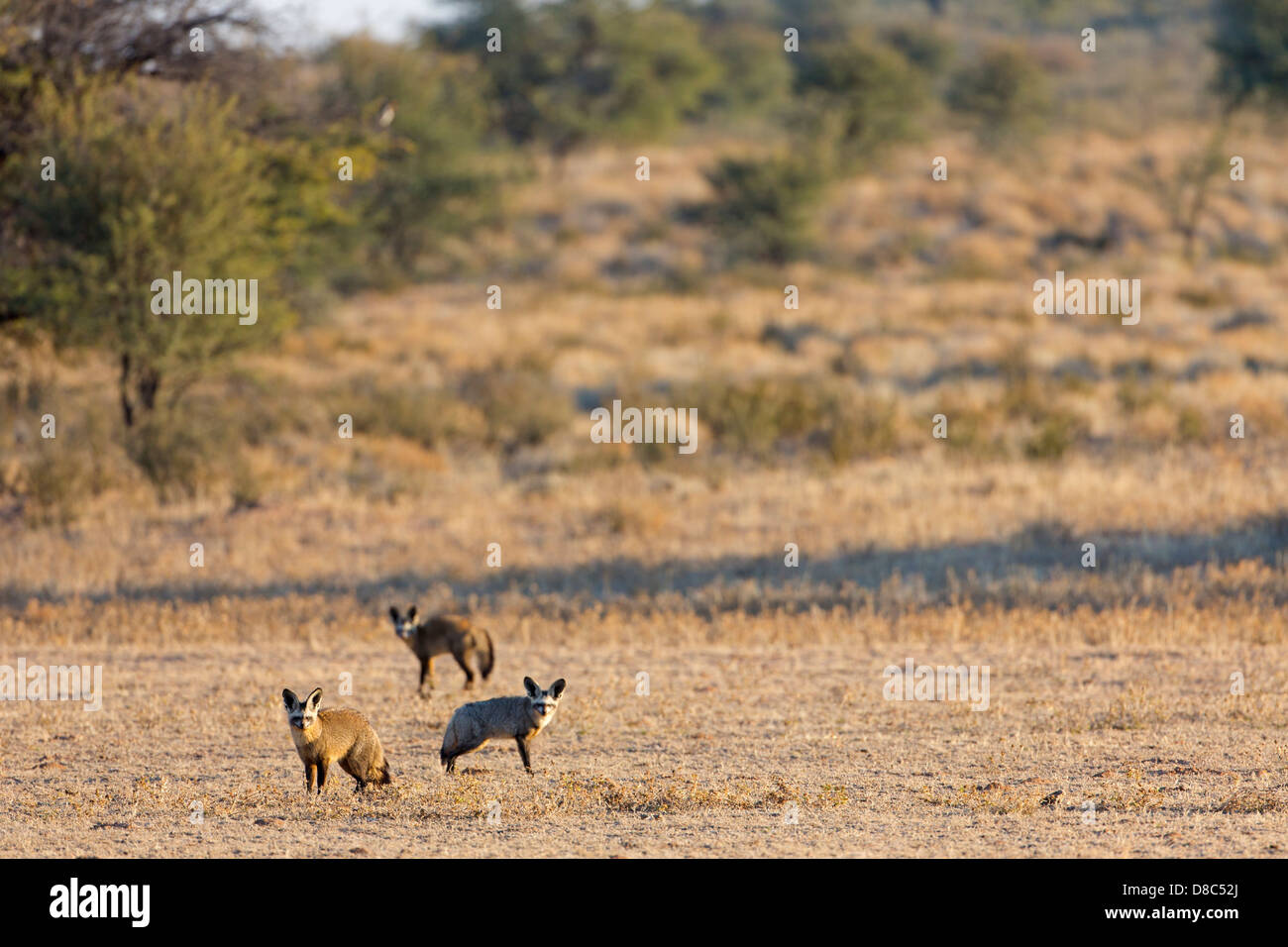 Trois Bat-eared Foxes (Otocyon megalotis), Riverbed Auob, Botswana Banque D'Images